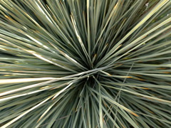 Aciphylla subflabellata