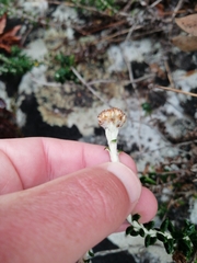 Anaxeton nycthemerum