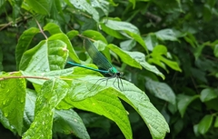 Calopteryx angustipennis