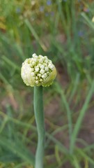 Allium cepa