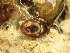 Cryptarcha strigata