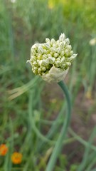 Allium cepa