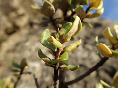 Olearia coriacea