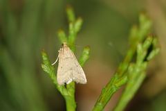Bostra obsoletalis