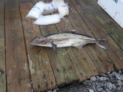 Rachycentron canadum