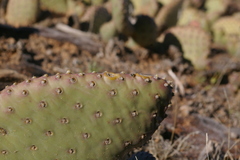 Opuntia aurea