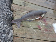 Rachycentron canadum