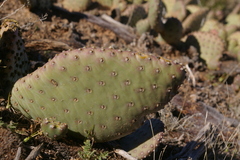 Opuntia aurea