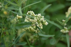 Vincetoxicum sibiricum