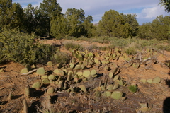 Opuntia aurea