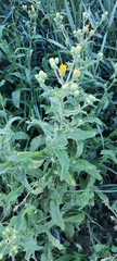Picris hieracioides