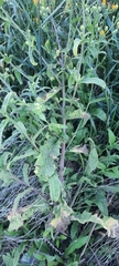 Picris hieracioides