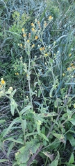 Picris hieracioides