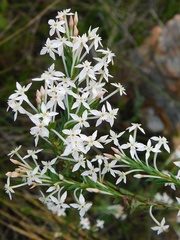 Struthiola myrsinites