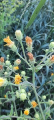 Picris hieracioides