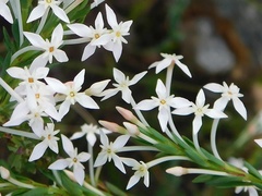 Struthiola myrsinites