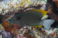 Ctenochaetus tominiensis