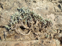 Helichrysum coralloides