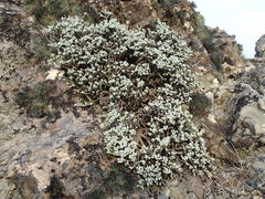 Helichrysum coralloides