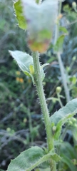 Picris hieracioides