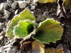 Ranunculus monroi