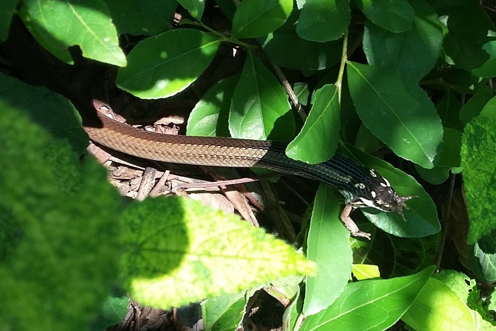 Steinbach's Snake