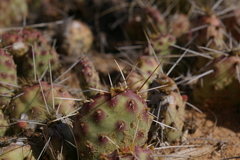 Opuntia pinkavae