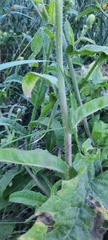 Picris hieracioides