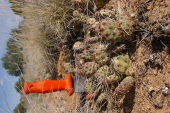 Opuntia pinkavae