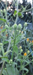 Picris hieracioides