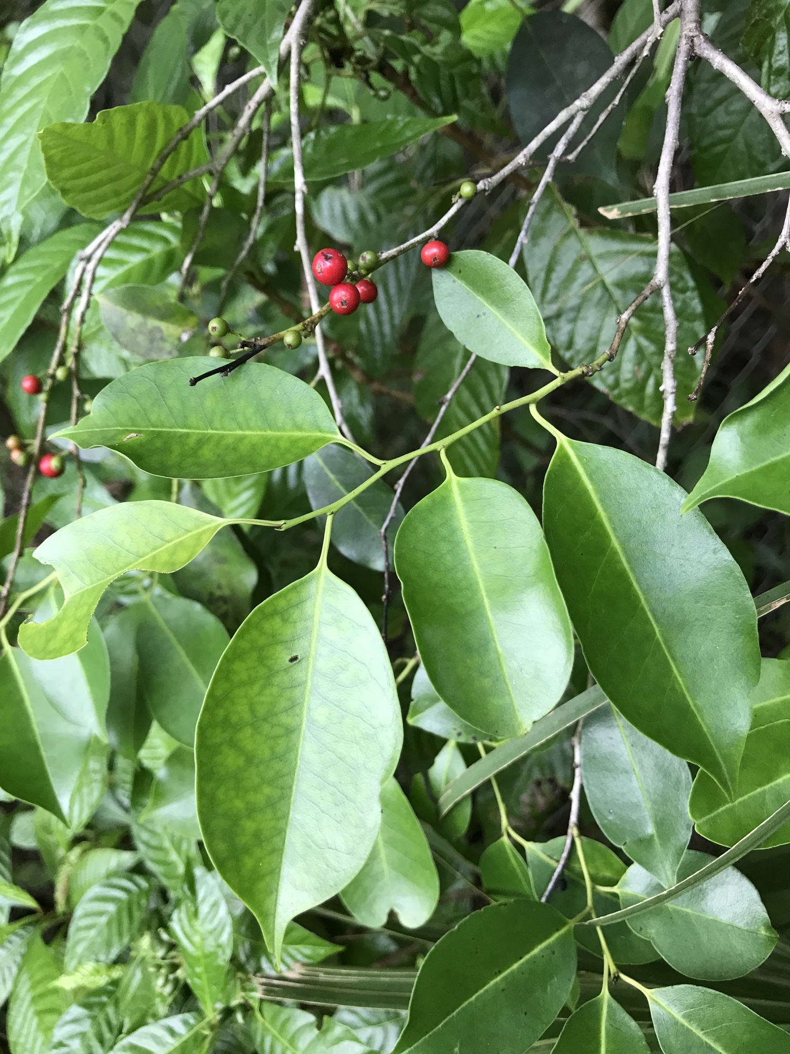 Ilex krugiana