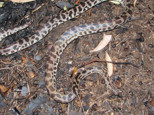 Spotted Python sighting