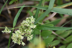 Vincetoxicum sibiricum