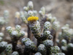 Helichrysum coralloides