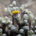 Helichrysum coralloides - Photo (c) Jane Gosden,  זכויות יוצרים חלקיות (CC BY-NC-SA), הועלה על ידי Jane Gosden