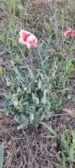 Papaver rhoeas
