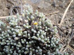 Helichrysum coralloides