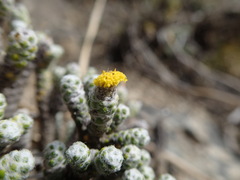 Helichrysum coralloides