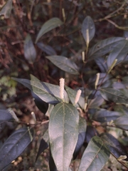 Piperales