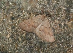 Adalbertia castiliaria