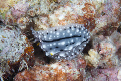 Phyllidia elegans