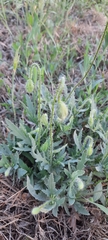 Papaver rhoeas