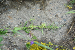 Vincetoxicum sibiricum