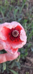 Papaver rhoeas