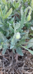Papaver rhoeas
