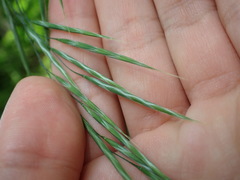 Bromus ramosus
