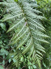 Woodwardia fimbriata image