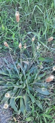 Plantago lanceolata