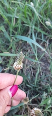 Plantago lanceolata