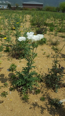 Argemone grandiflora